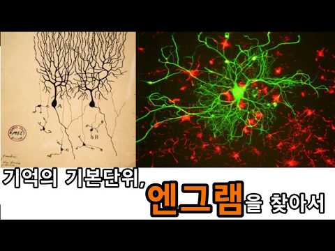 기억의 기본 단위, 엔그램을 찾아서 - 재밌고 유용한 지식