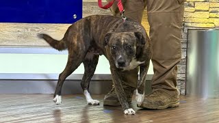 Adopt a Pet: Meet Sweet Tart!