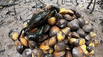 Quẹo Cần Giờ Tập 48: Bắt Dộp, Bắt Cua Biển Mưu Sinh | Rừng Ngập Mặn Cần Giờ