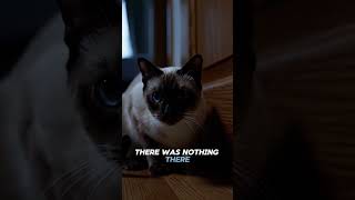 My Cat Woke Me Up at 3AM… 😨