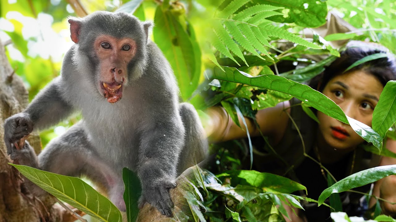 ⁣Lost in the Wild Monkey Forest - Detected Monkey Was Attacked and Hurt his Mouth/ Part 1