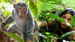 Lost in the Wild Monkey Forest - Detected Monkey Was Attacked and Hurt his Mouth/ Part 1