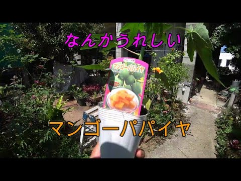 マンゴーパパイヤ