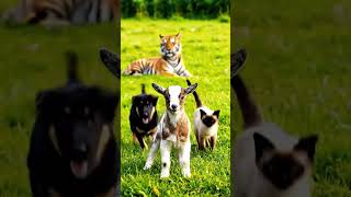 Catoo And Doggy With His New Friends
