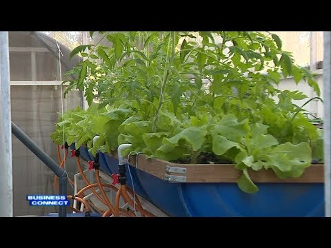 Business Connect - Aquaponics Culture Revolutionises Mauritius