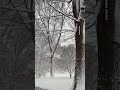 Snowstorm transforms Central Park into ski haven