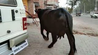 Pure murrha buffalo for sale  दो दान्त More information- 9416081706,9991081706
