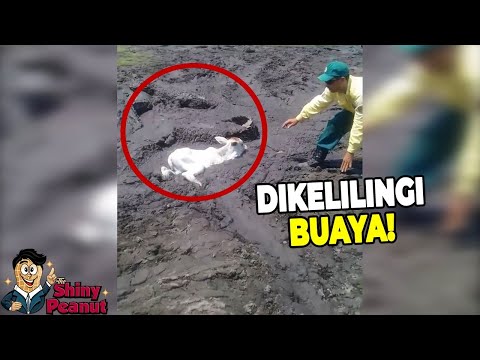 Video: Laki-laki Kecil Dan Buaya Menculik Sapi Di Belarus - Pandangan Alternatif