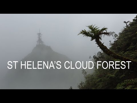 St Helena's Cloud Forest - Restoring The Native Habitat, 2021