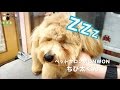 カット中に眠くなっちゃったちび太くん（MIX）のトリミングの様子♪ 【大阪 旭区 トリミング ペット サロン カット 犬 シャンプー 爪切り】