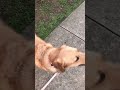 Maggie eats a treat 🦴