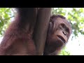 オラウータン,シンガポール動物園,Bornean Orangutan,Singapore Zoo