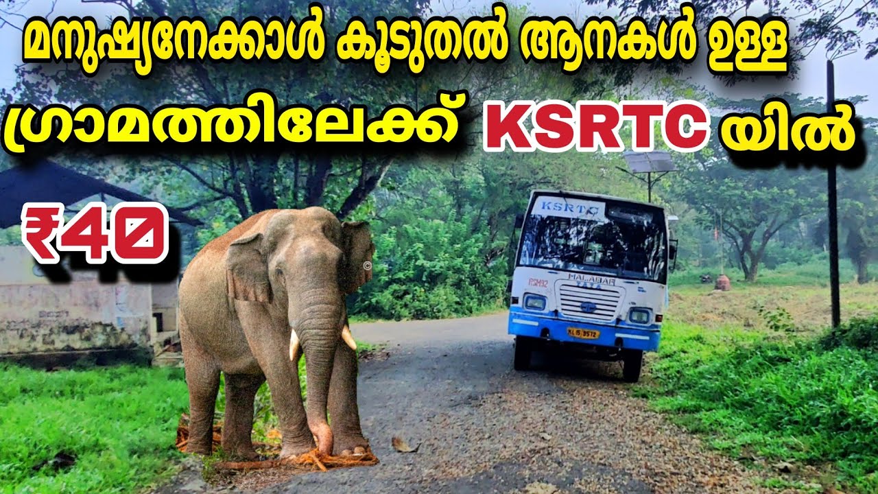 മനുഷ്യനെക്കാൾ കൂടുതൽ ആനകൾ ഉള്ള ഗ്രാമത്തിലേക്ക് KSRTC യിൽ വെറും 40 രൂപക്ക് പോകാം  |Kalady Plantation
