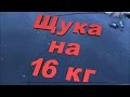 РЫБАЛКА ЩУКА МОНСТР, щука на 16 кг