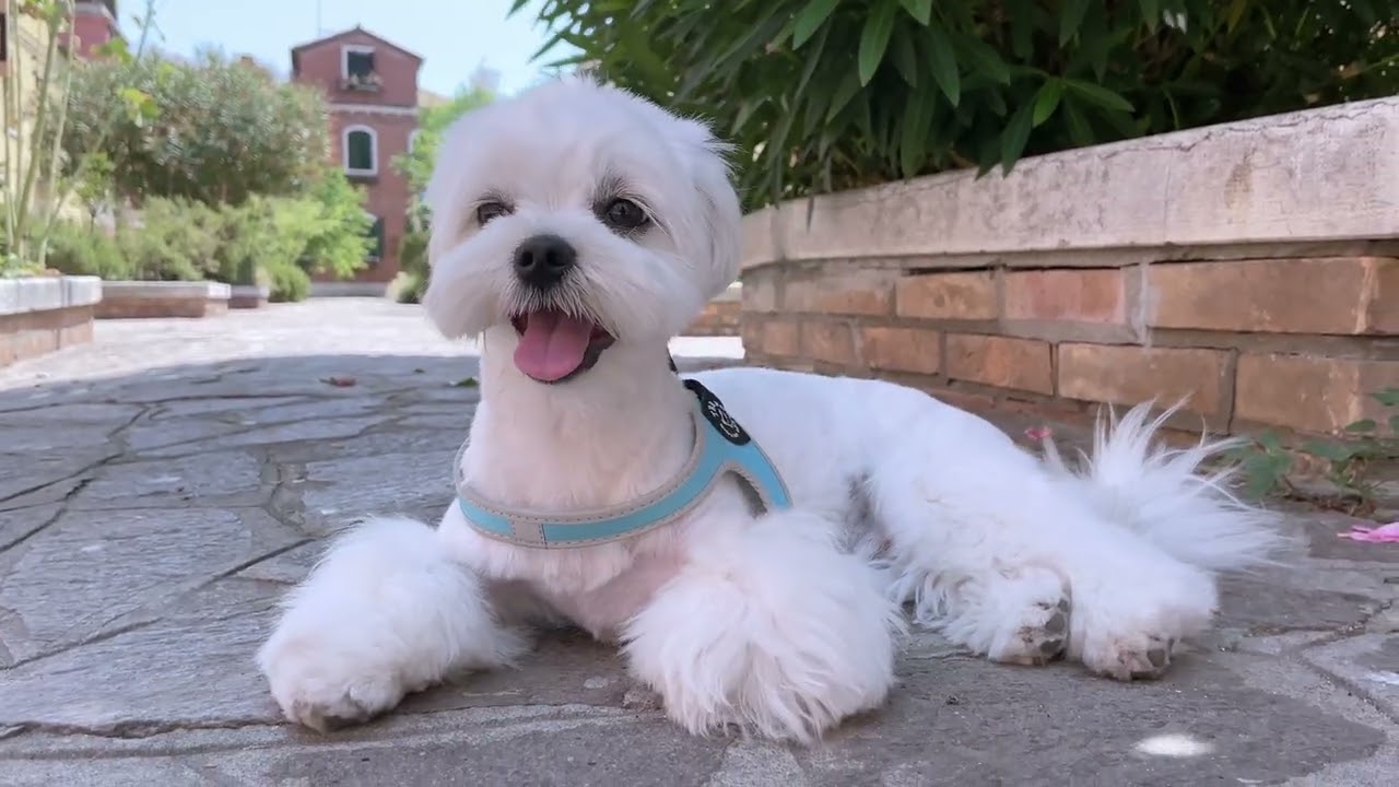 WHY I LOVE MY MALTESE PUPPY! ... AND WHY YOU SHOULD TOO?