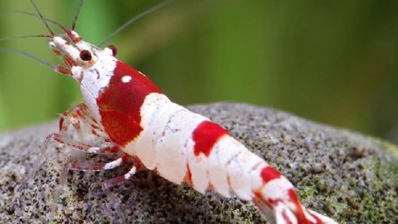 Jenis Jenis Udang Hias Air  Tawar Untuk  Aquascape  Dan 