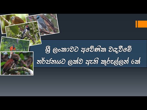 වඳවීමේ තර්ජනයට ලක්ව ඇති ශ්‍රී ලංකාවට ආවේණික පක්ෂීන් හයක්