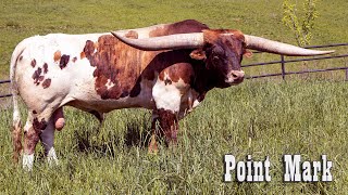 Point Mark by dickinsoncattle 806 views 10 months ago 8 minutes, 41 seconds