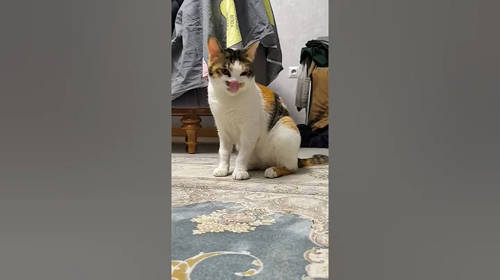 Video 11274851: cats catlover kitty cute, bath