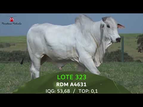 LOTE 323