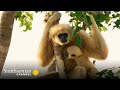 The Highwire Risks Taken by These Young Gibbons Are Terrifying 😱 Animals at Play | Smithsonian