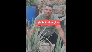 كنز فى منزلك وانت لاتعلم اذا كان عندك هذا النبات