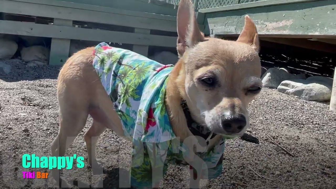 Цыпленок Везувио и напиток «Тики» «Страдающий ублюдок»