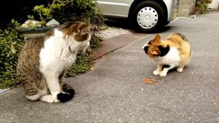 じろう、シーバ(猫のおやつ)を食す Jiro eat Sheba.