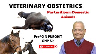 Parturition in domestic animals I Veterinary Obstetrics I VGO Unit II, GNP Sir I Initiation I Labor