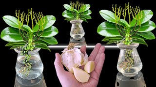 : Just 2 cloves of garlic! Make every orchid in the garden healthy and bloom many magical flowers