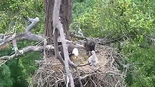 Eagle brings in Baby Hawk - The Evidence! #eagle #hawk #wildlife