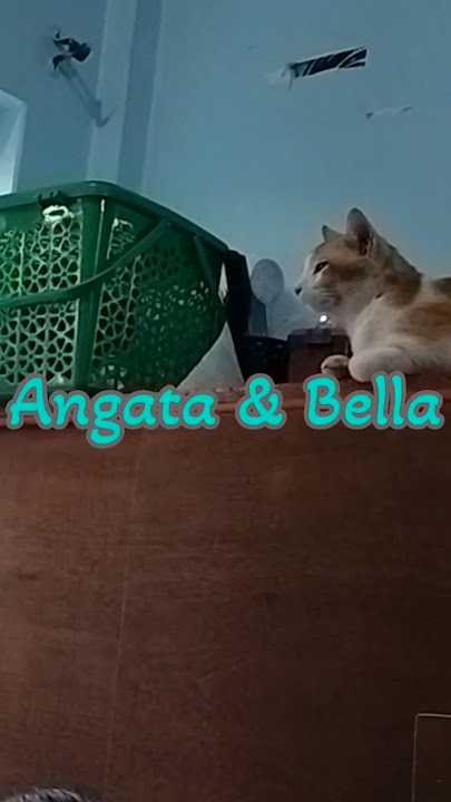 Coco & Angata Meet Kitten Bella #CocoAndAngata #KittenBella #ytshorts