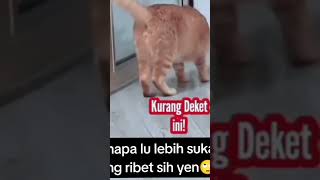 Cat Funny shorts