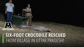 Six-Foot Crocodile Rescued From Village In Uttar Pradesh!