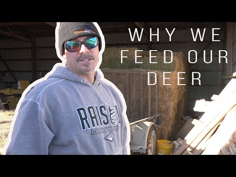 Wideo: Czy jelenie jedzą siano?