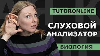 Биология | Слуховой анализатор или как мы слышим.