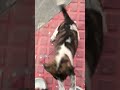 Attack Mode On! 🚀#puppylove  #StreetDogs #CutePuppies #DailyShorts #DogLover