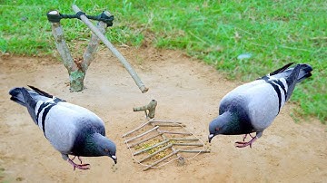 Best Quick Bird Trap Using Foot Snare Trap And String - How To Make Bird Trap Working 100%