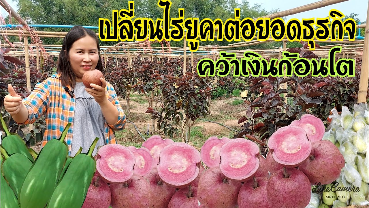 เปลี่ยนไร่ยูคาเป็นสวนฝรั่งใส้แดง!!ต่อยอดธุรกิจคว้าเงินก้อนโต