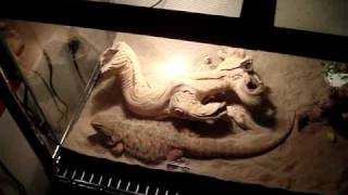 How To Breed Bearded Dragons