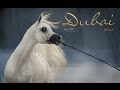 Dubai International ARABIAN HORSE Championship 2016