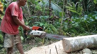 Chainsaw operation ll Gemelina Tree🌲 for Furniture