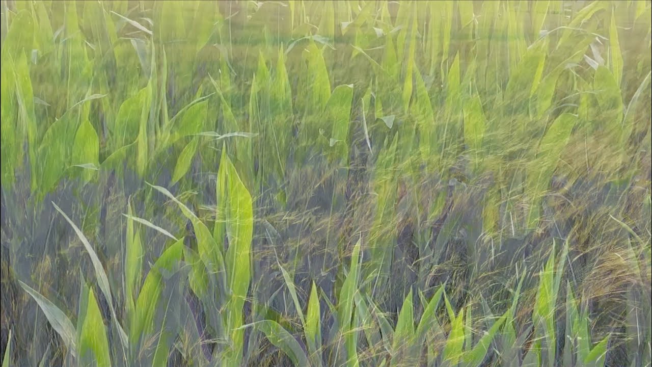 JACOB FUNCH - AGUA PROBLEMÁTICA