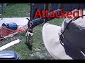 Attacked by neighbor&#39;s dogs in my back yard