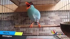SUARA BURUNG : Cucak Keling Biru Gacor Buat Suara Masteran  - Durasi: 3:14. 