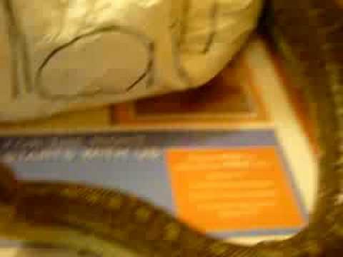 Morelia Bredli - Centralian Carpet Python