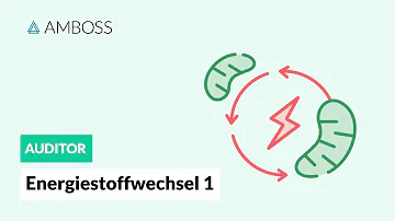 Wie funktioniert der Energiestoffwechsel?