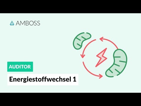 Video: Wie wird Energie in einem lebenden Organismus verbraucht?