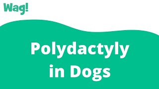 Polydactyly in Dogs | Wag! screenshot 2