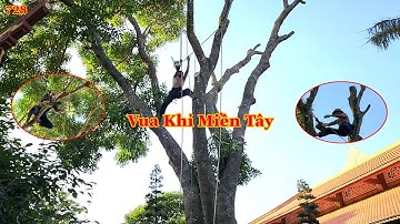 Vua Khỉ Miền Tây cưa tỉa cành cây Xà Cừ lớn thành cây kiểng như thế nào ? (2/3) . Cutting nacre tree